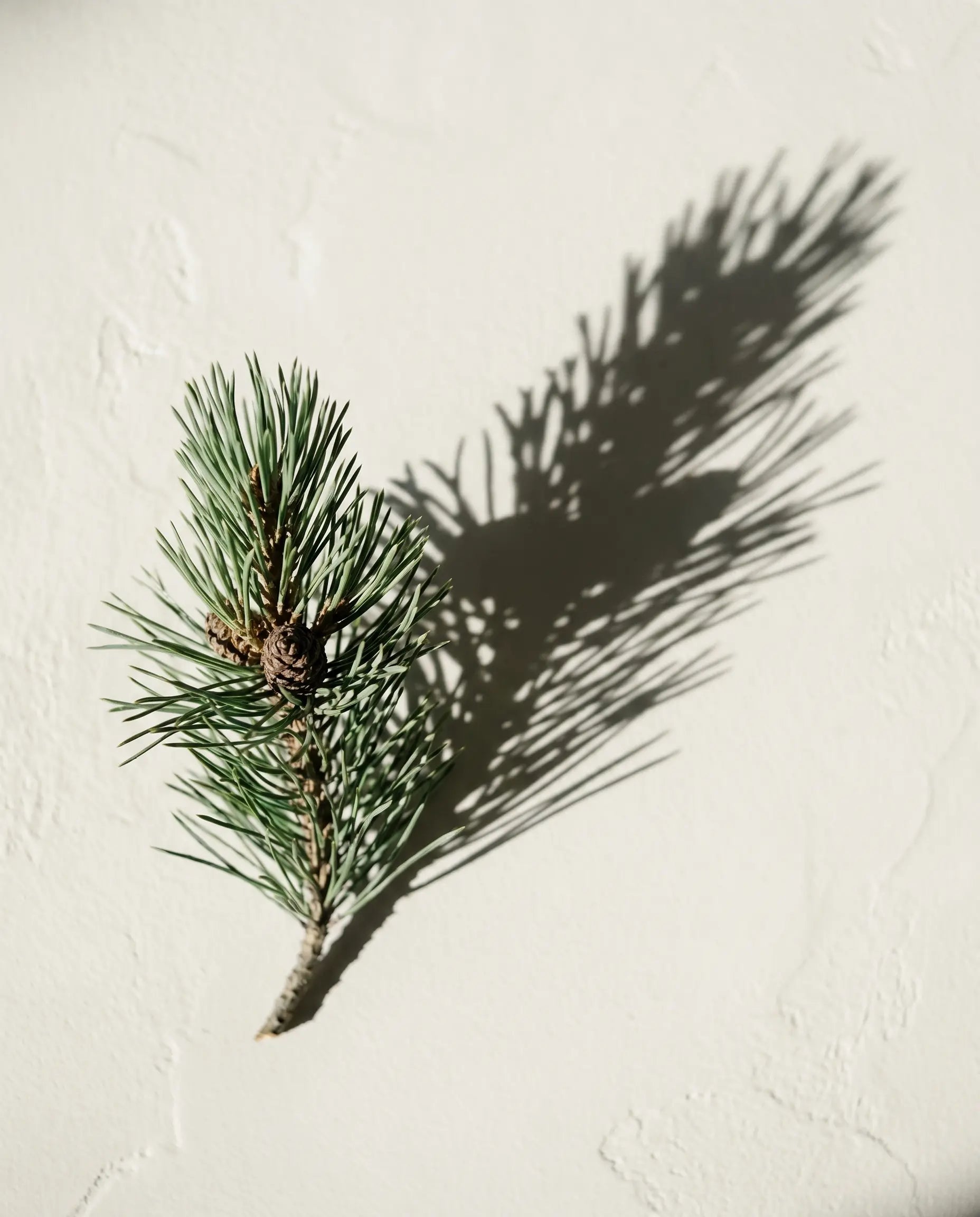 Mugo pine - key ingredient