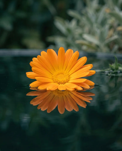 Marigold - botanical in The Hospitality Set