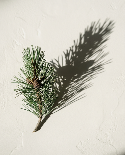 Mugo pine - full apothecary