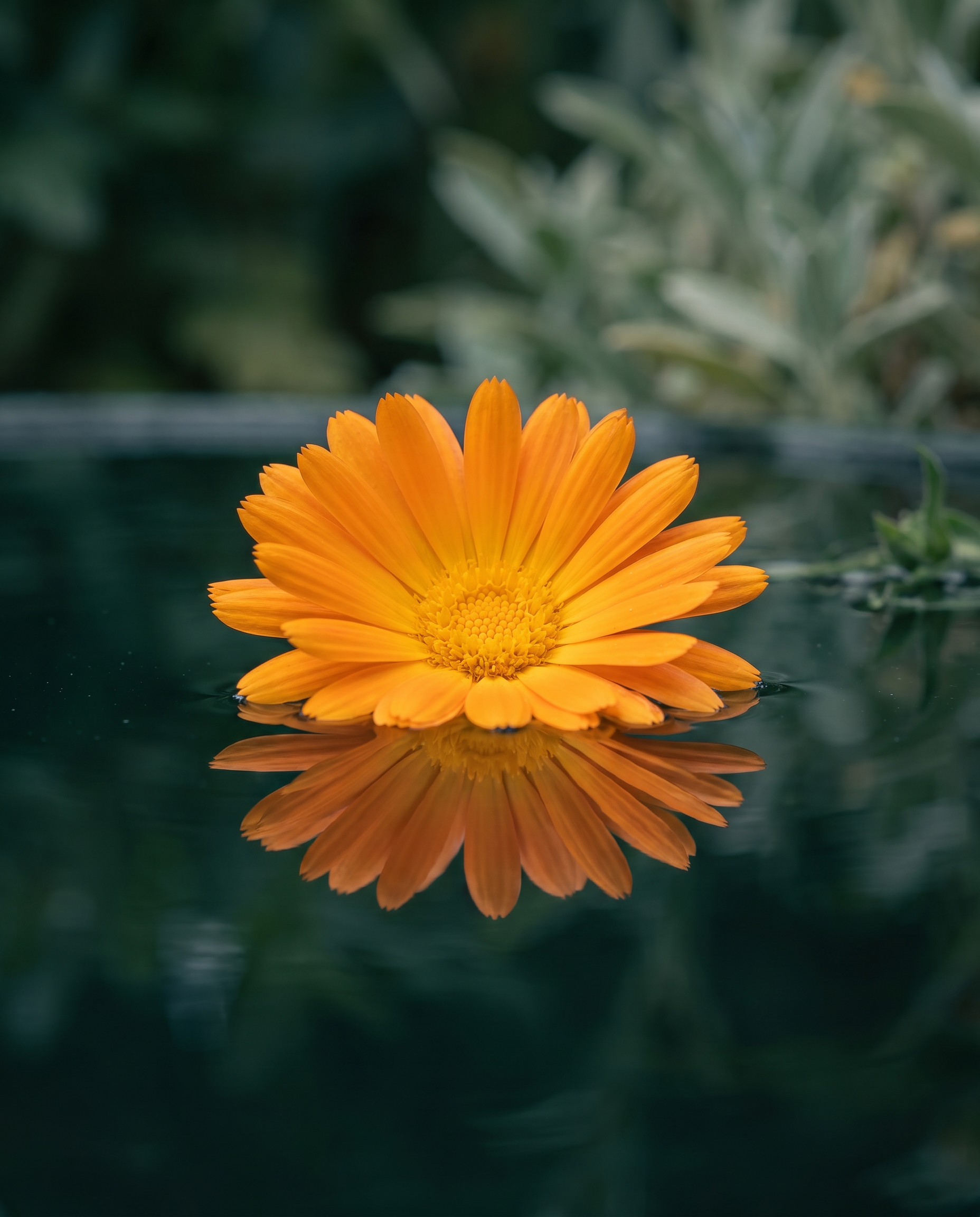 Marigold - full apothecary