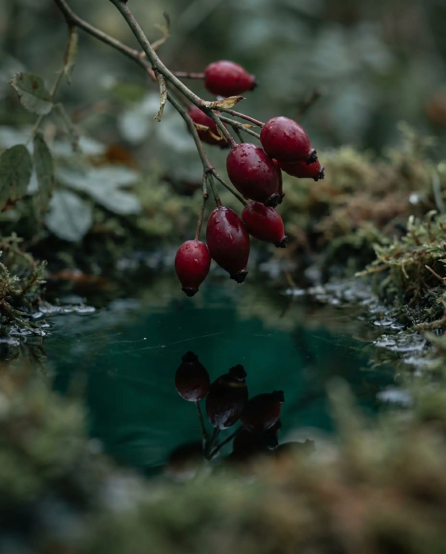 Rosehip - shared ingredient
