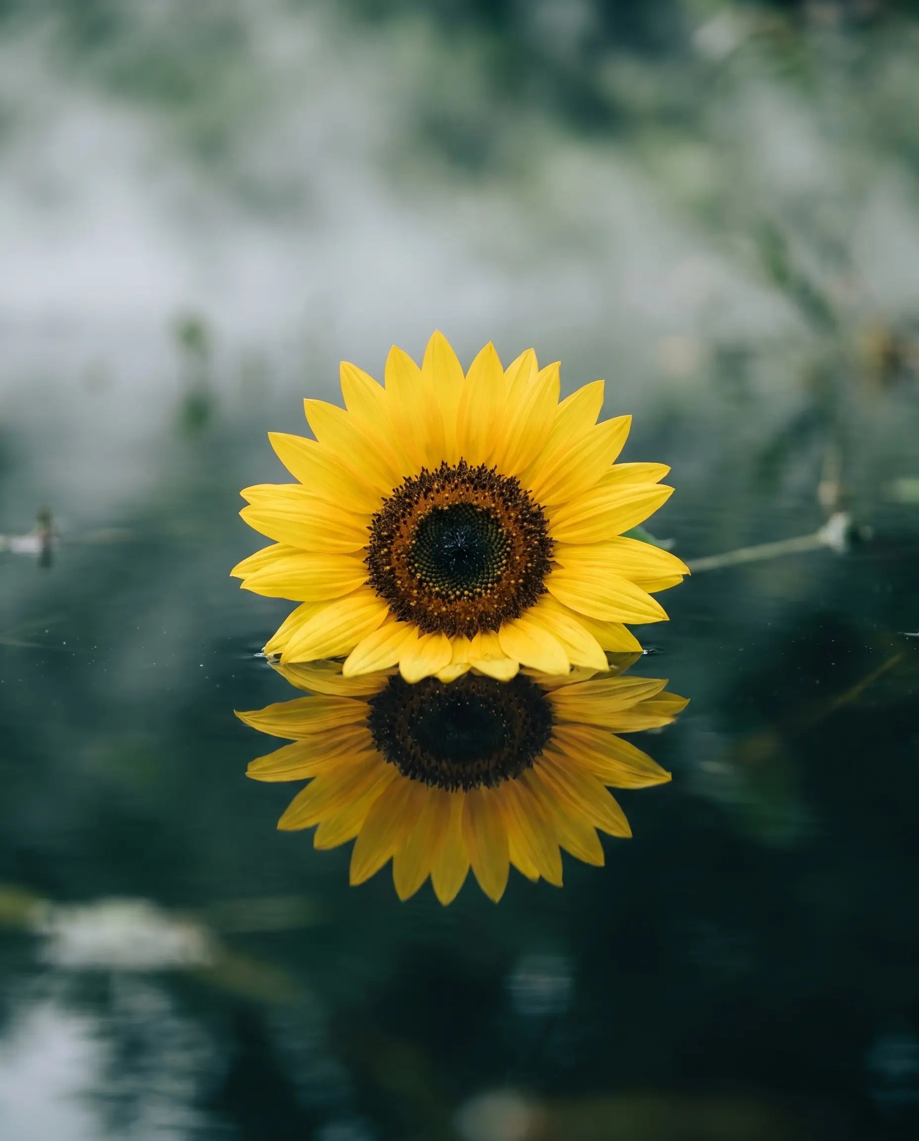 Sunflower - shared ingredient